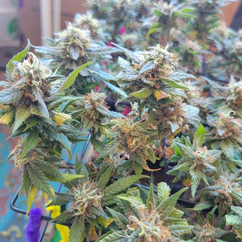 Sky OG. growlog photo: 13 days to go! 
10 days with the light cycle and 3 days of darkness before the chop! 
Did a very light trim on some of the yellow leaves everything else super sticky and frosty. 