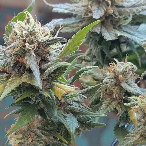 Sky OG. growlog photo: 13 days to go! 
10 days with the light cycle and 3 days of darkness before the chop! 
Did a very light trim on some of the yellow leaves everything else super sticky and frosty. 