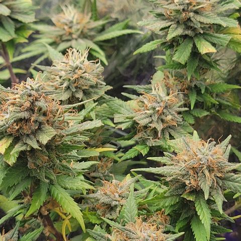 Sky OG. growlog timeline photo