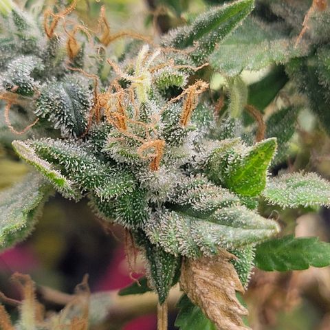 Sky OG. growlog timeline photo