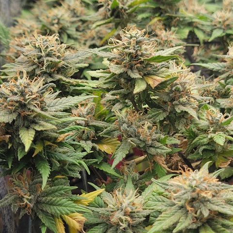 Sky OG. growlog timeline photo