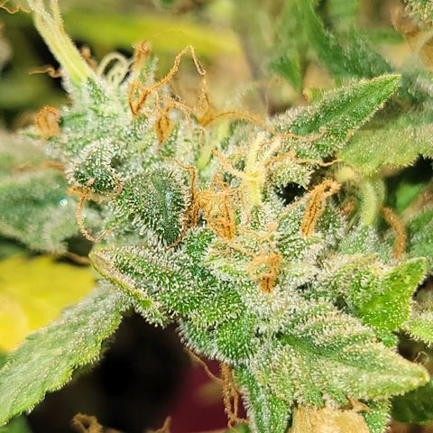 Sky OG. growlog timeline photo