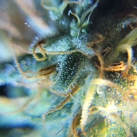 Sky OG. growlog timeline photo