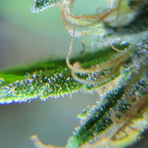 Sky OG. growlog timeline photo