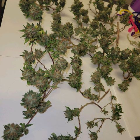 Sky OG. growlog photo: Lots of small snugs but they feel pretty dense and smell so fruity and gassy! 