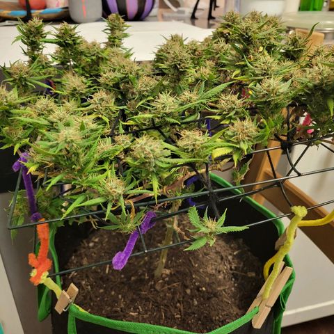 Sky OG. growlog photo: Lots of small snugs but they feel pretty dense and smell so fruity and gassy! 