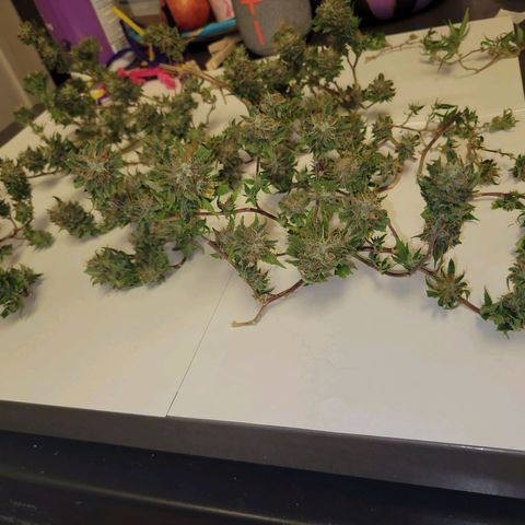 Sky OG. growlog photo: Lots of small snugs but they feel pretty dense and smell so fruity and gassy! 