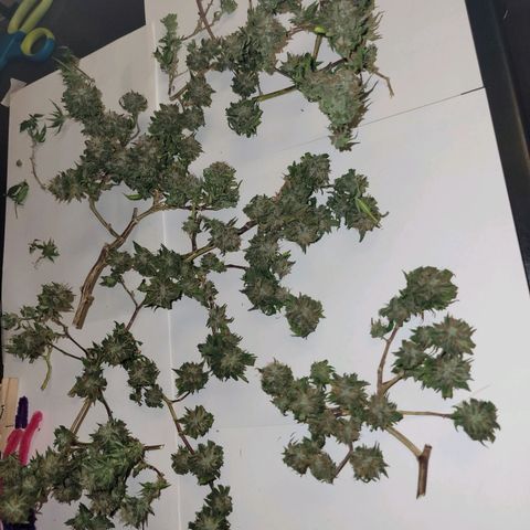 Sky OG. growlog photo: Lots of small snugs but they feel pretty dense and smell so fruity and gassy! 