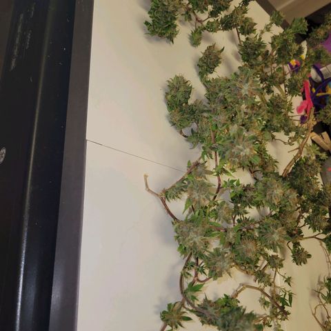 Sky OG. growlog photo: Lots of small snugs but they feel pretty dense and smell so fruity and gassy! 