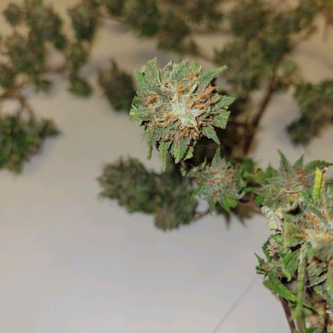 Sky OG. growlog photo: Lots of small snugs but they feel pretty dense and smell so fruity and gassy! 