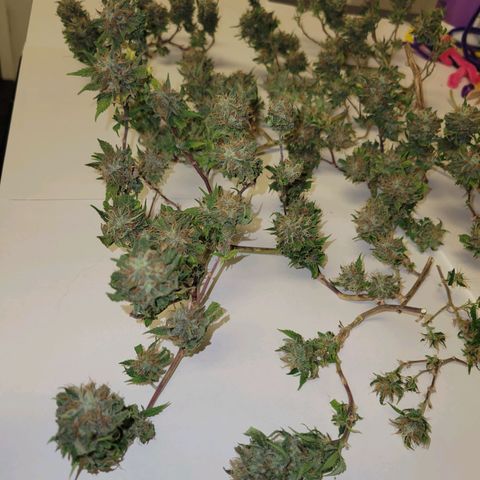 Sky OG. growlog photo: Lots of small snugs but they feel pretty dense and smell so fruity and gassy! 