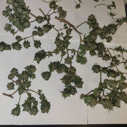Sky OG. growlog photo: Lots of small snugs but they feel pretty dense and smell so fruity and gassy! 
