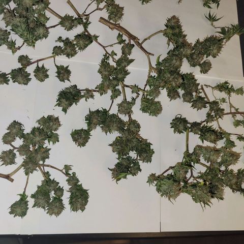 Sky OG. growlog photo: Lots of small snugs but they feel pretty dense and smell so fruity and gassy! 