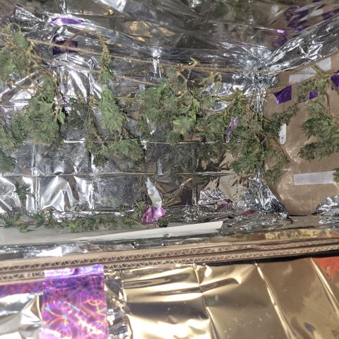 Sky OG. growlog photo: Temp between 69 and 71 degrees. RH between 54% and 60%. Low ans slow. 