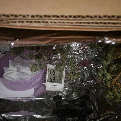 Sky OG. growlog photo: Temp between 69 and 71 degrees. RH between 54% and 60%. Low ans slow. 
