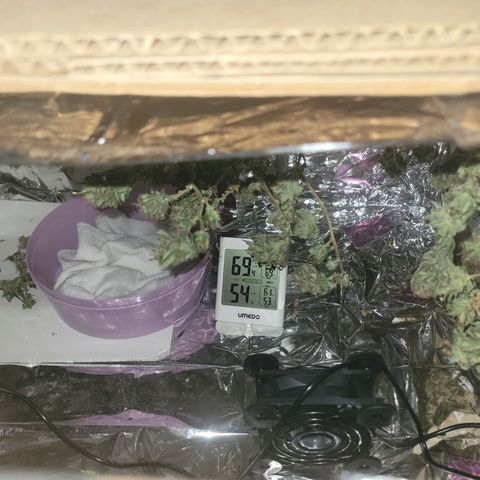 Sky OG. growlog photo: Temp between 69 and 71 degrees. RH between 54% and 60%. Low ans slow. 