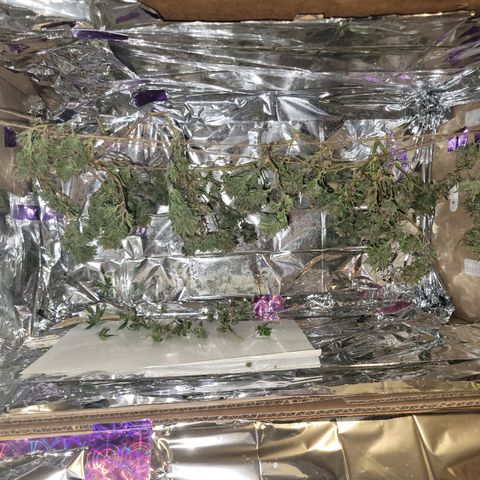 Sky OG. growlog photo: Temp between 69 and 71 degrees. RH between 54% and 60%. Low ans slow. 