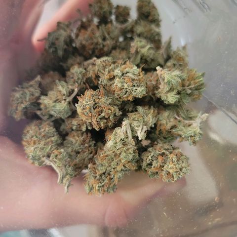 Sky OG. growlog timeline photo