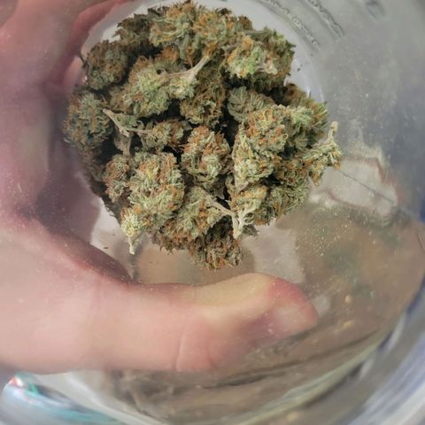 Sky OG. growlog timeline photo