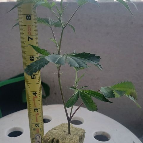 Aster growlog photo: Nice roots, tall little lady at strong 9 inches tall 