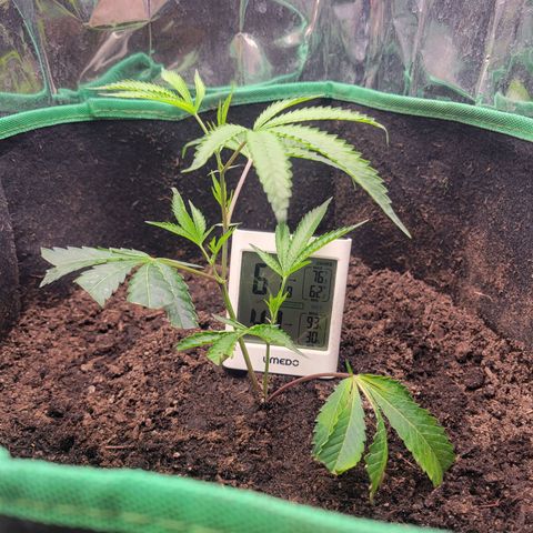 Aster growlog photo: Aster did great overnight. A little chilly  but nice and humid under the dome. Overnight Temp got to low 60 degrees and a high of 76 degrees. 
