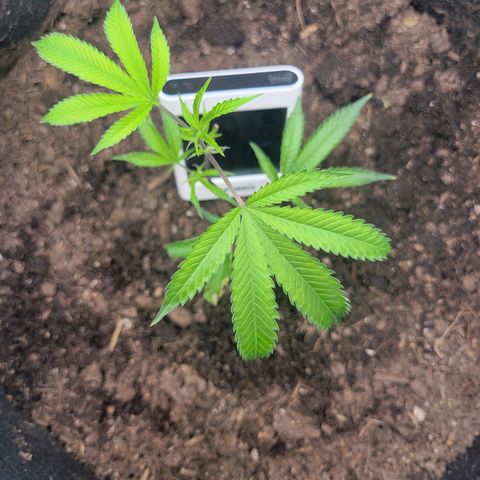 Aster growlog timeline photo