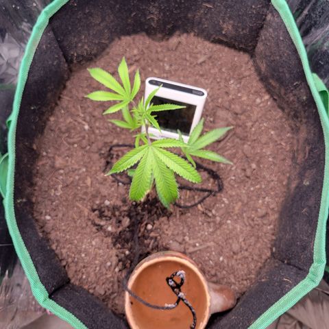 Aster growlog photo: She is reacting well to the lights. The lights are about 15 inches above the plant. 
I've done this before since I tend to the plant daily, doing the watering by gravity string lol. This is about .5l of nutient solutio. Make sure to soak the string fist, then place around plant. 