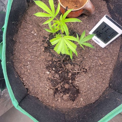Aster growlog photo: Responding well to nutrients. 