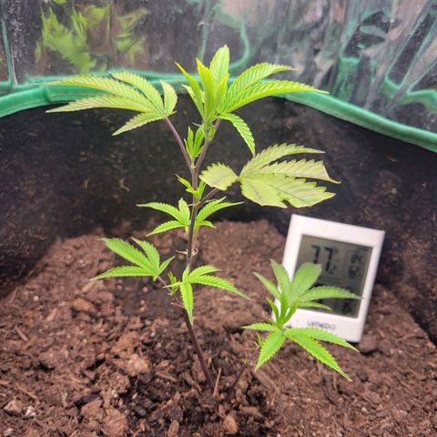 Aster growlog photo: Reaching for the light! Looking great, she is well fed and seeing lots of growth nodes, about 11 of them!  