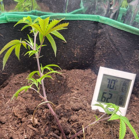 Aster growlog photo: First LST! 
