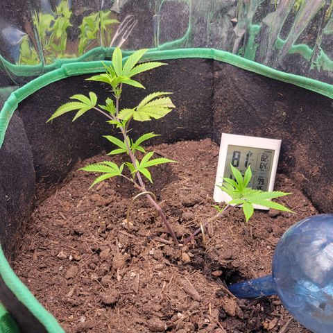 Aster growlog photo: Day after starting First set of LST, stems are pointing up already nicely. 