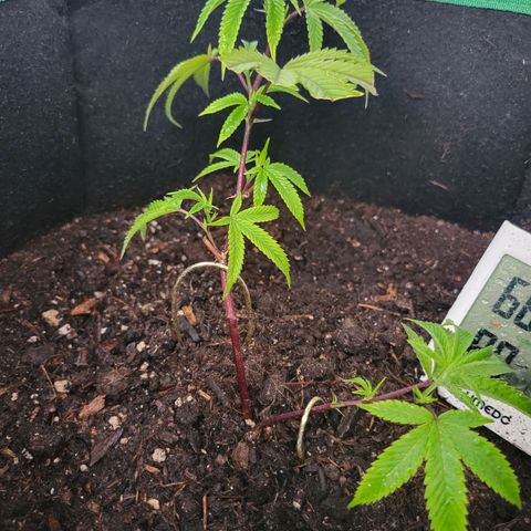 Aster growlog photo: A little water mist. Nodes are facing up towards the light just after the fist day of LST! 