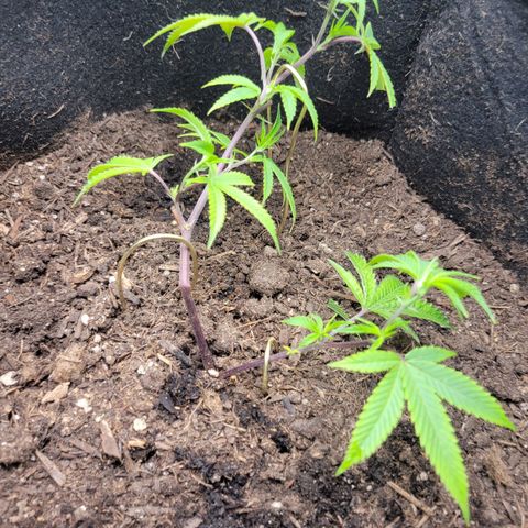 Aster growlog photo: more LST