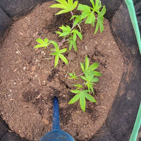 Aster growlog photo: more LST