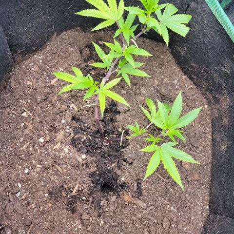 Aster growlog photo: Day after 2nd LST 