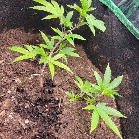 Aster growlog photo: Day after 2nd LST 