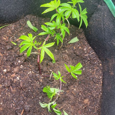 Aster growlog photo: LTS