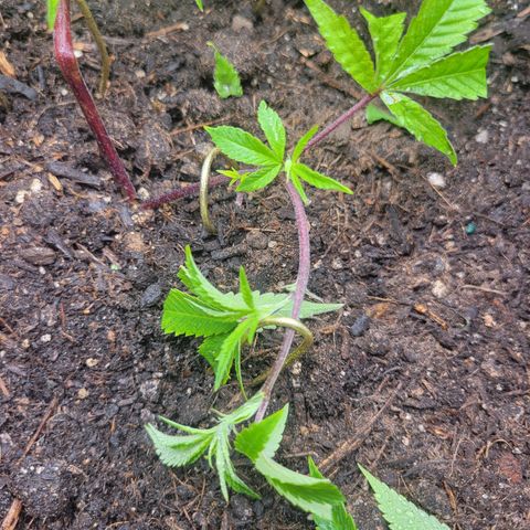 Aster growlog photo: LTS