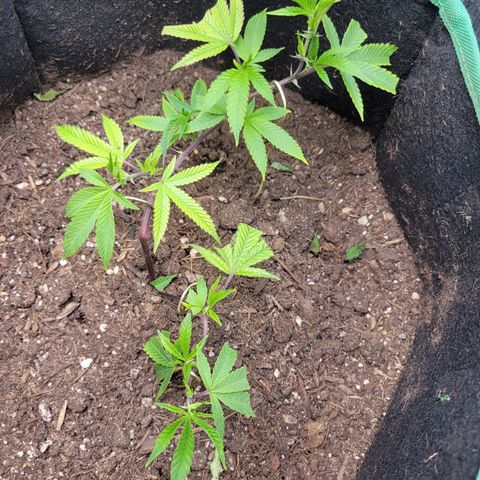 Aster growlog timeline photo