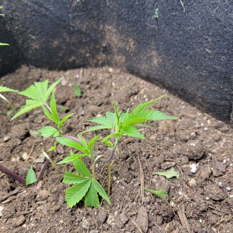 Aster growlog timeline photo