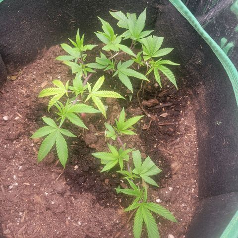 Aster growlog timeline photo
