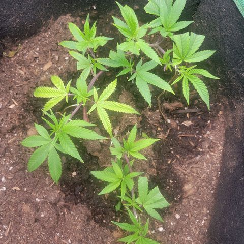Aster growlog timeline photo