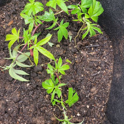 Aster growlog timeline photo