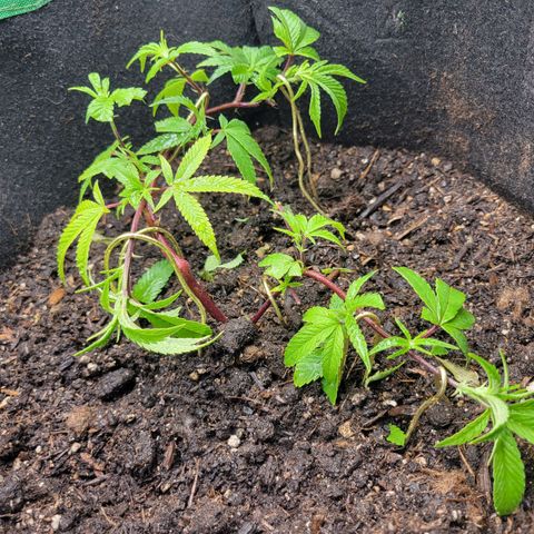 Aster growlog timeline photo