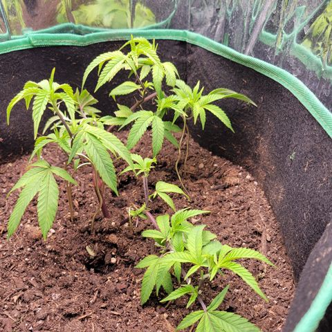 Aster growlog timeline photo