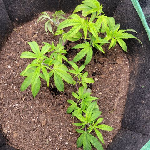 Aster growlog timeline photo