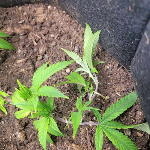 Aster growlog photo: LST, gonna have to strat getting creative with the tying down direction, she us taking up space quick!