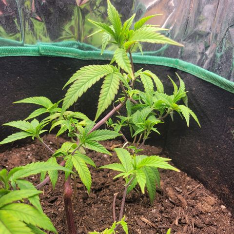 Aster growlog photo: Going to pin down that high brach this weekd. Trying to keep even height of all the branches 