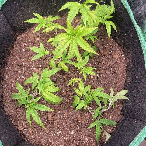 Aster growlog photo: Going to pin down that high brach this weekd. Trying to keep even height of all the branches 