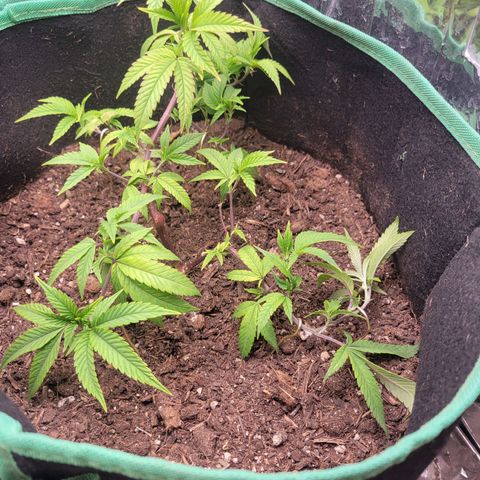 Aster growlog photo: Going to pin down that high brach this weekd. Trying to keep even height of all the branches 